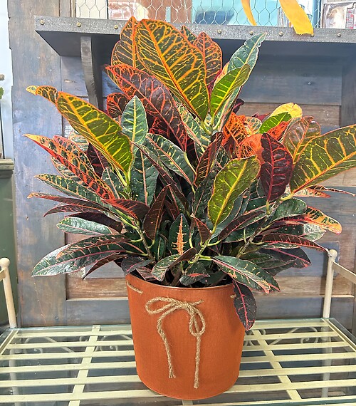 8&quot; Croton