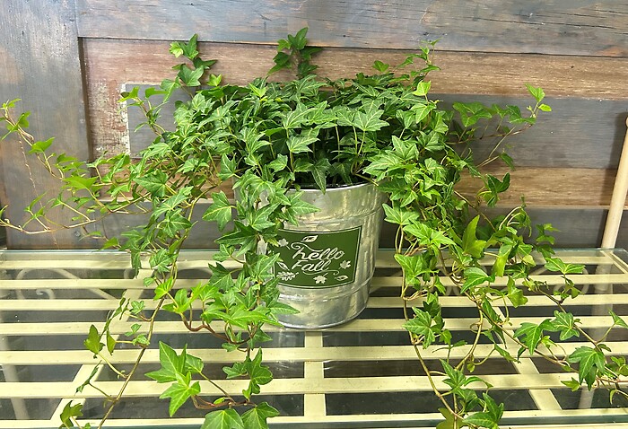 6&quot; Ivy