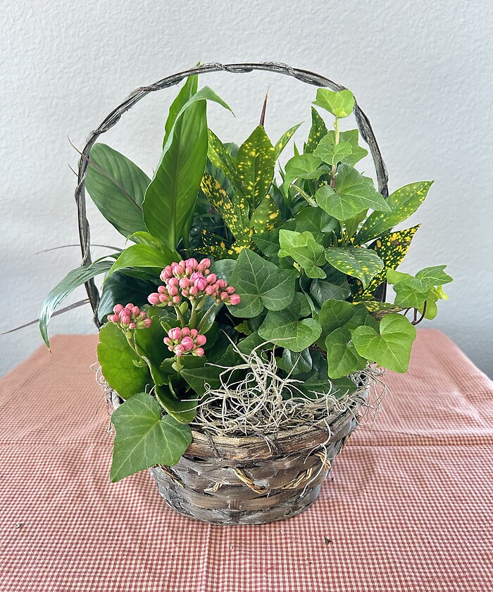 8&quot; Dishgarden Basket