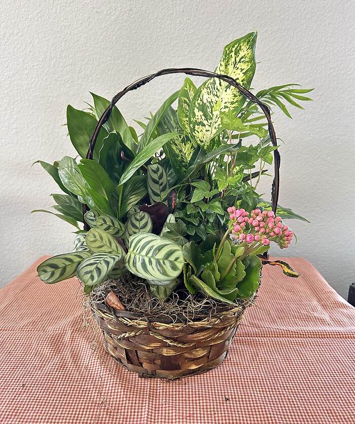 10&quot; Dishgarden Basket