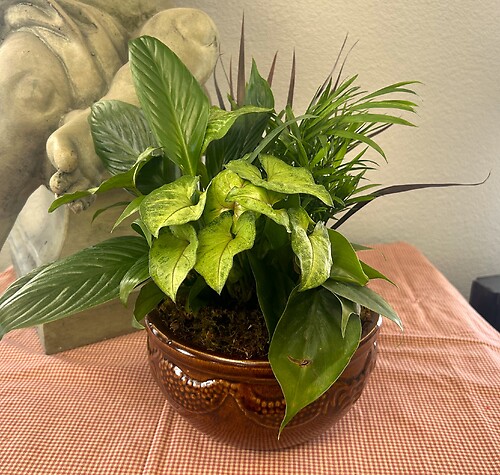 8&quot; Dishgarden