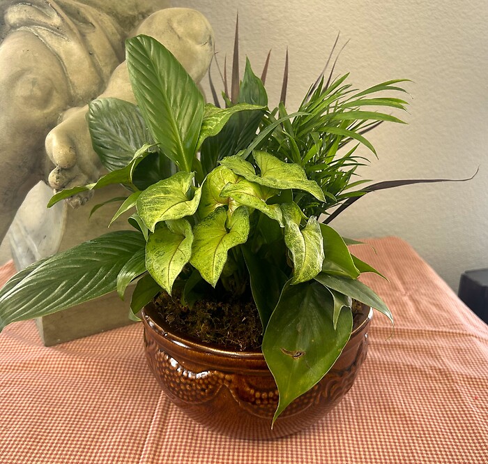 8&quot; Dishgarden