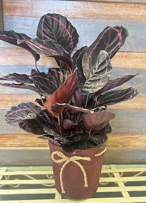 6&quot; Calathea