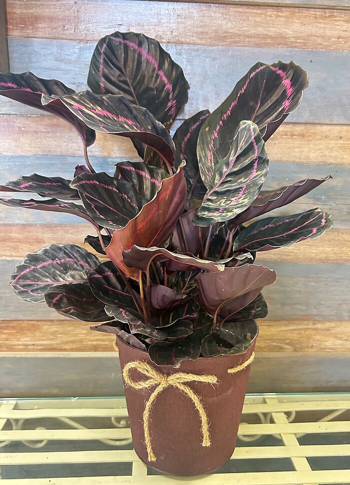 6&quot; Calathea