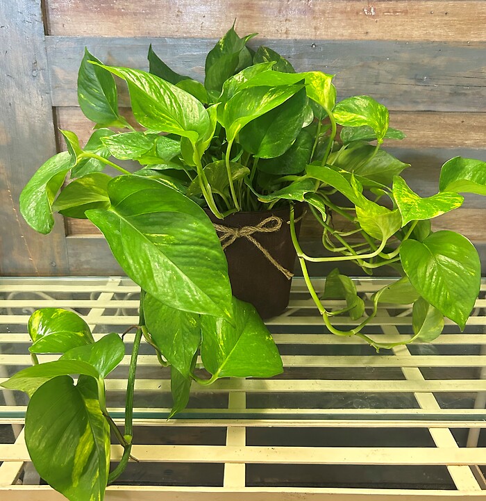 6&quot; Pothos Plants