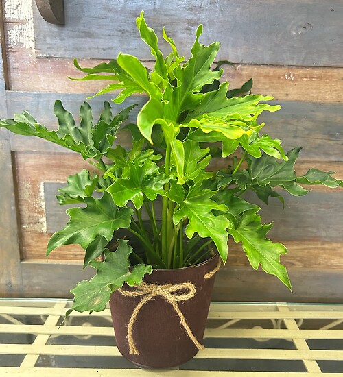 6&quot; Philodendron Lickety Split