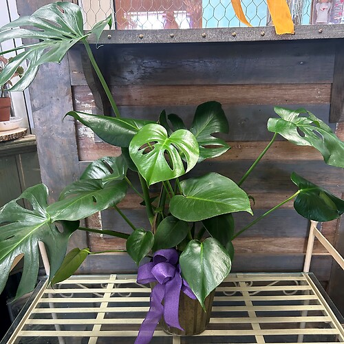 Monstera Deliciosa