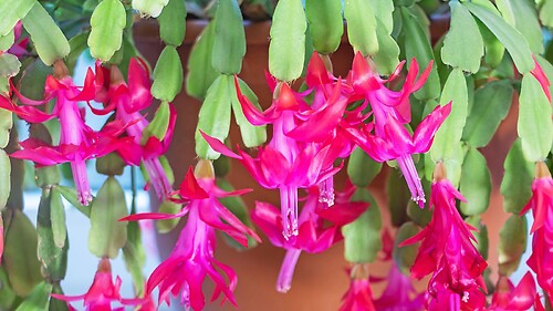 Christmas Cactus