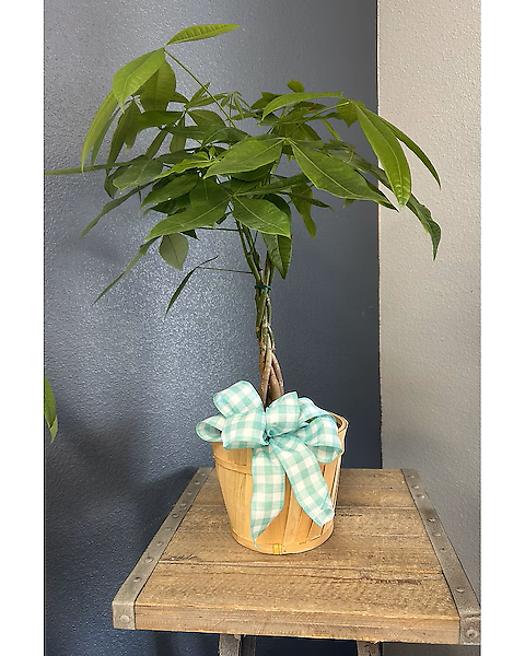 Money Tree