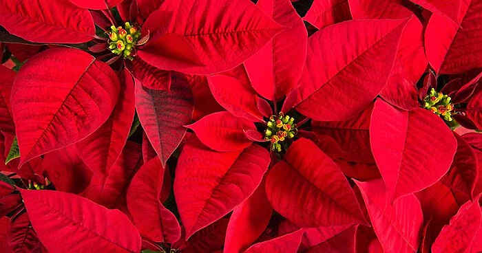 6&quot; Poinsettia Red