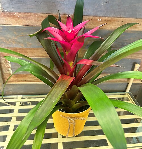 Bromeliad