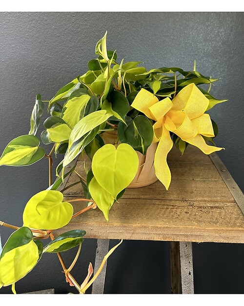 6&amp;#034; Philodendron Brazil