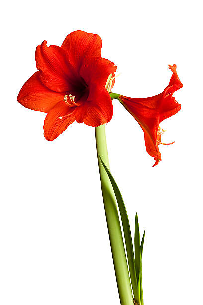 Amaryllis