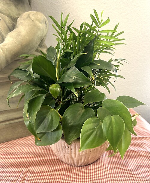 6&quot; Dishgarden