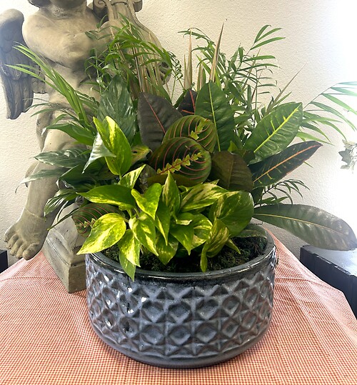 12&quot; Dishgarden